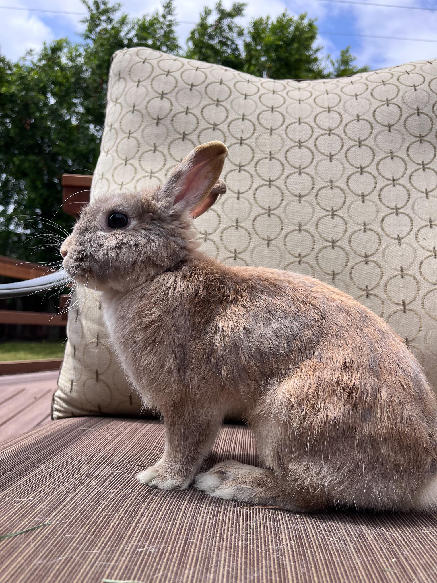 Enlarge Sol, a Adopted Netherland Dwarf in Los Angeles, CA image 5/6