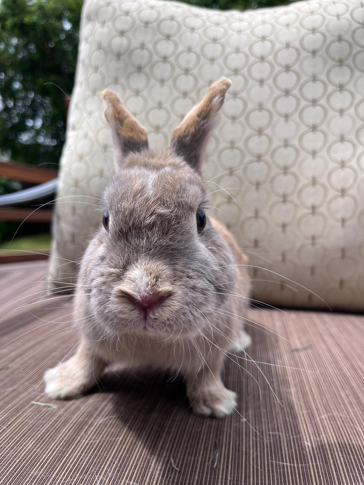 Enlarge Sol, a Adopted Netherland Dwarf in Los Angeles, CA image 6/6