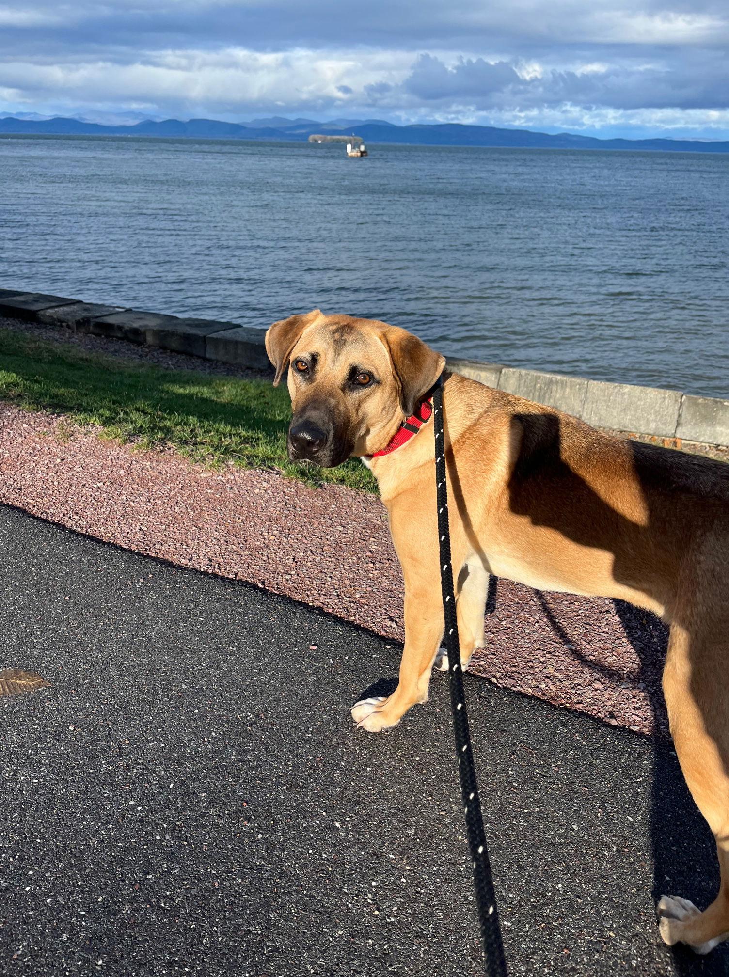 Ozzy, Adoptable, Adult Male Mixed Breed.