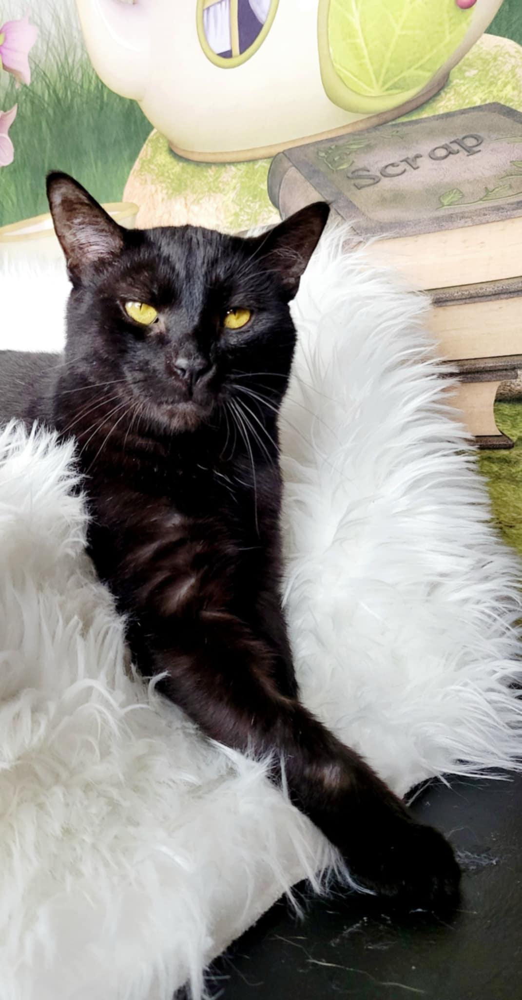 Enlarge Chip, a Adoptable Domestic Short Hair in Greensburg, PA image 5/6