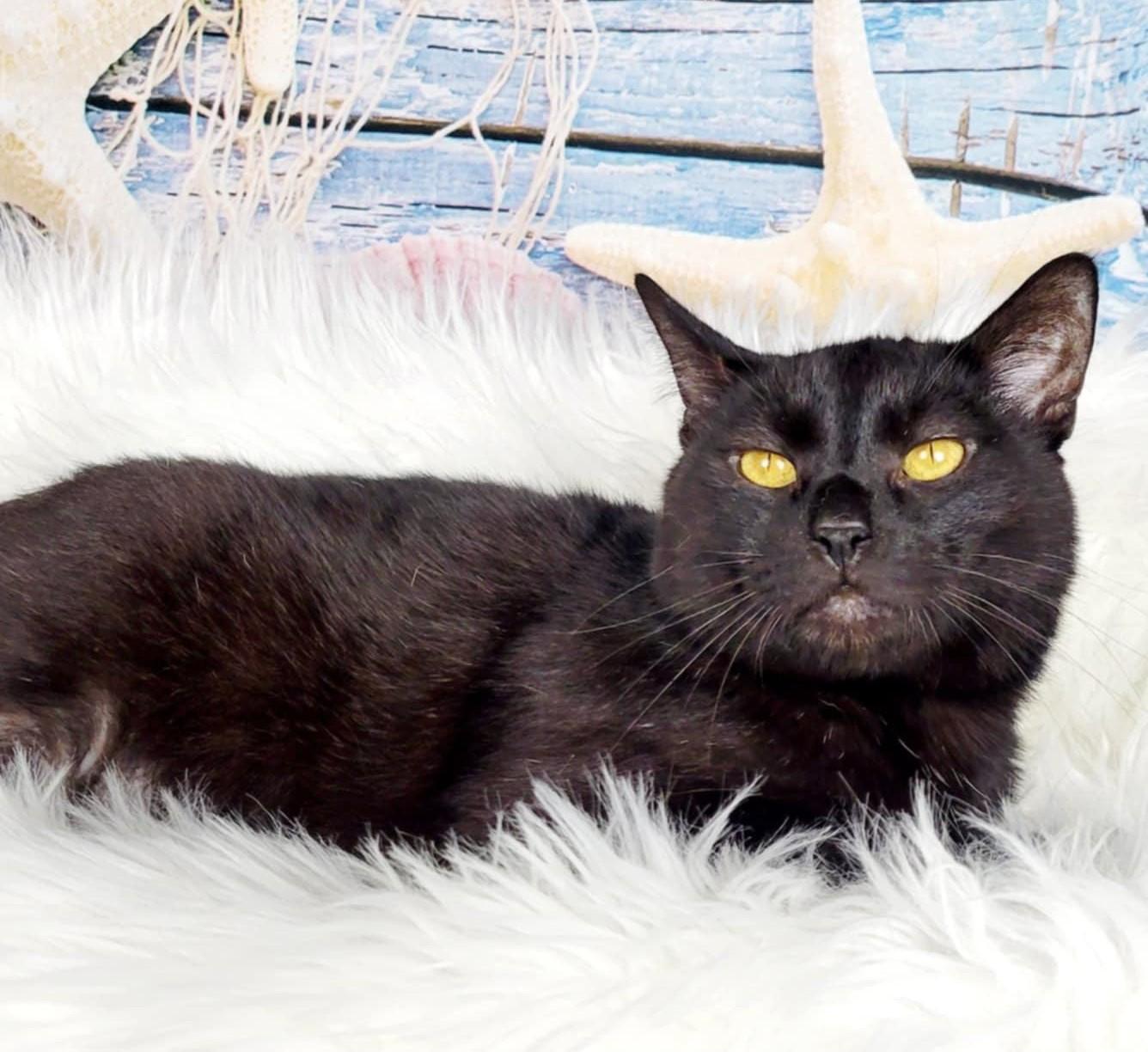 Enlarge Chip, a Adoptable Domestic Short Hair in Greensburg, PA image 1/6