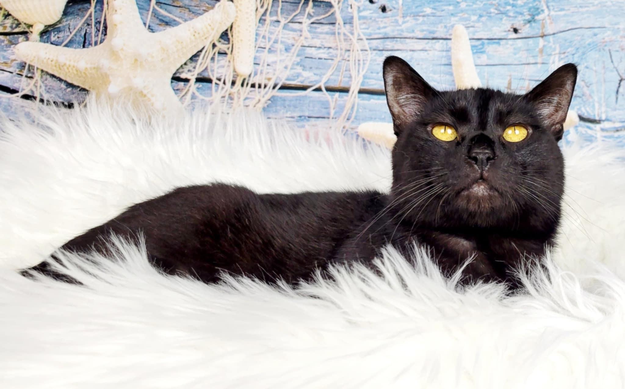 Enlarge Chip, a Adoptable Domestic Short Hair in Greensburg, PA image 4/6