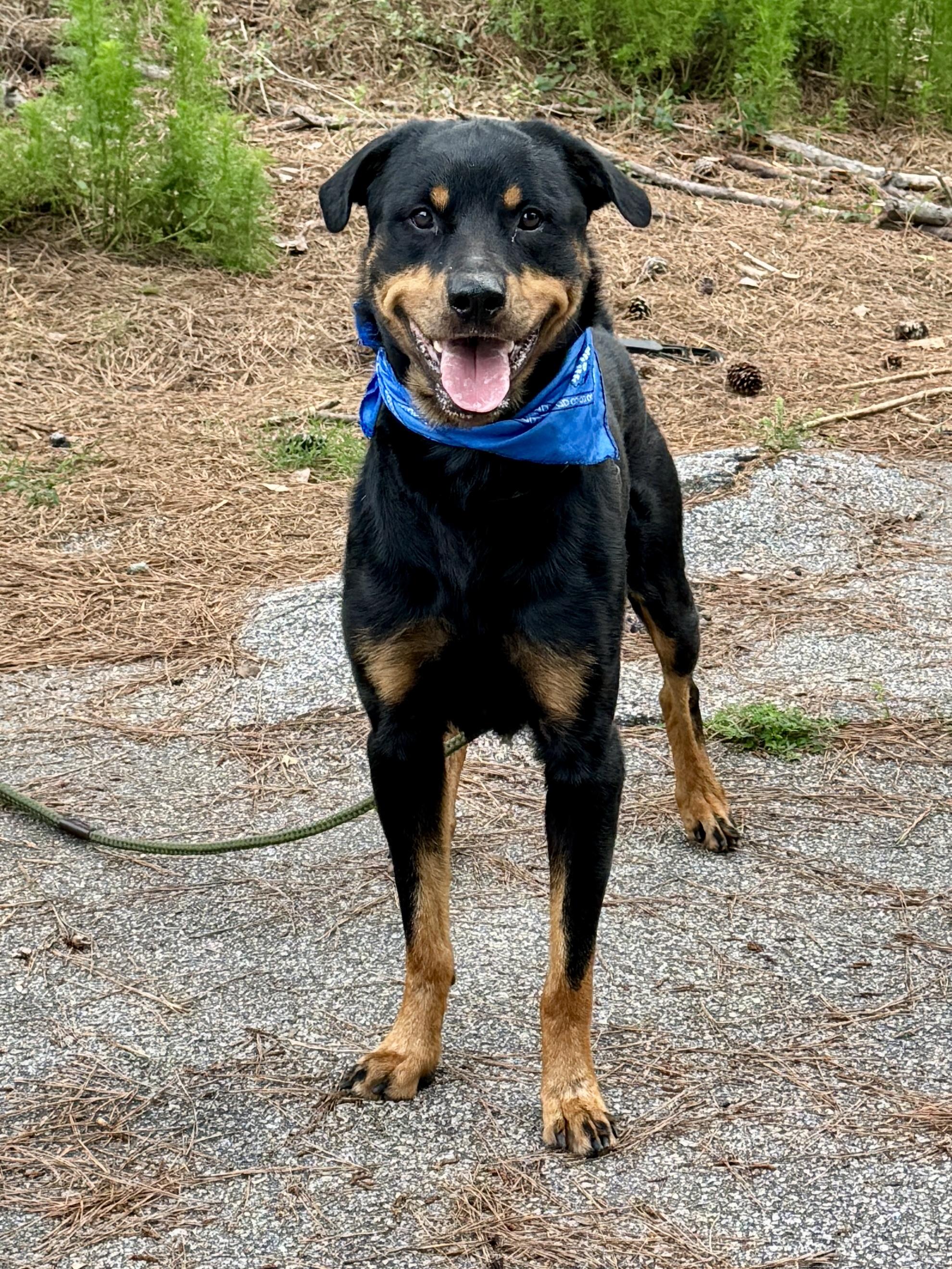Wyatt, a ADOPTABLE Rottweiler in Sumter, SC image 1/3