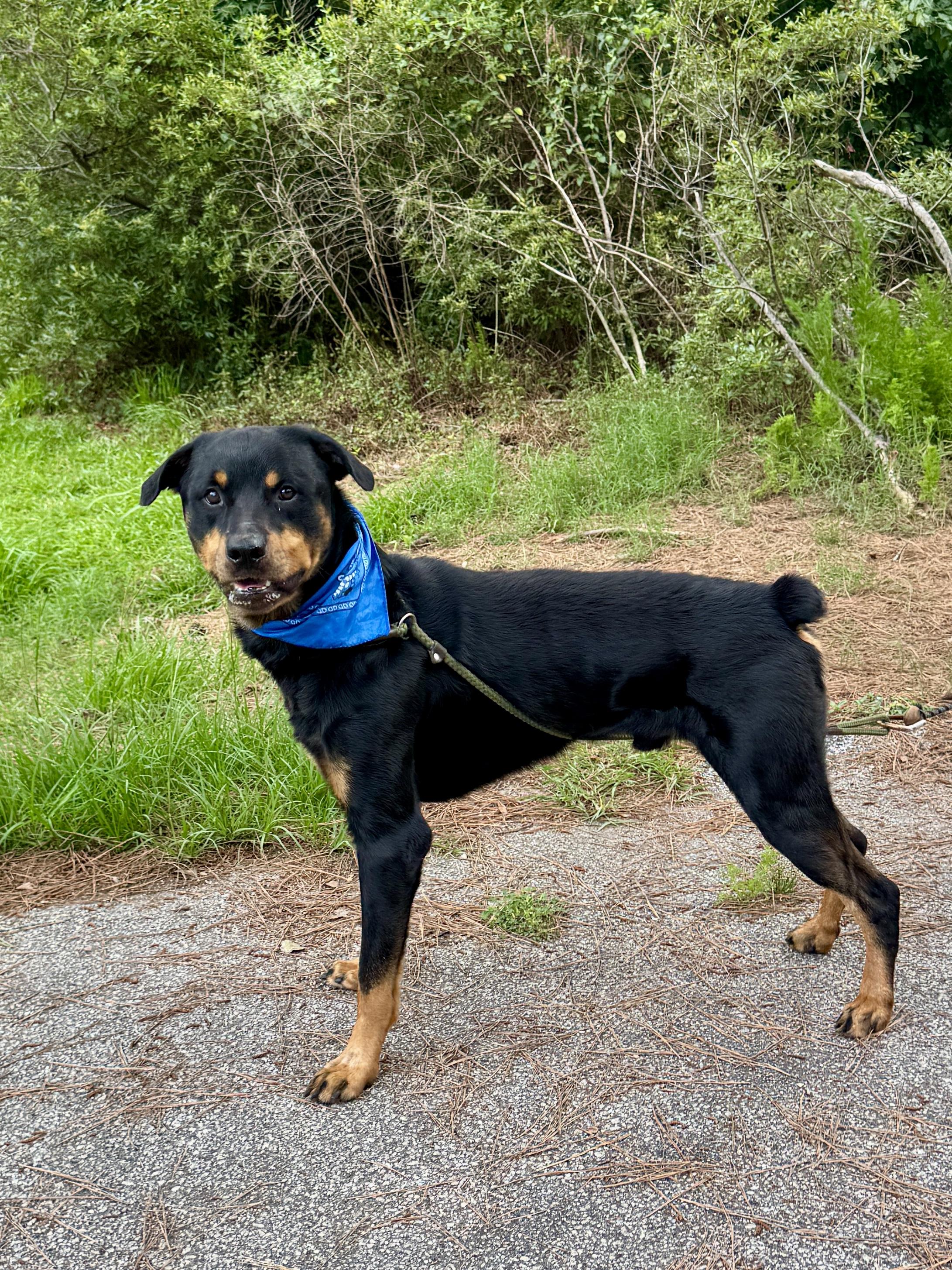 Wyatt, a ADOPTABLE Rottweiler in Sumter, SC image 3/3