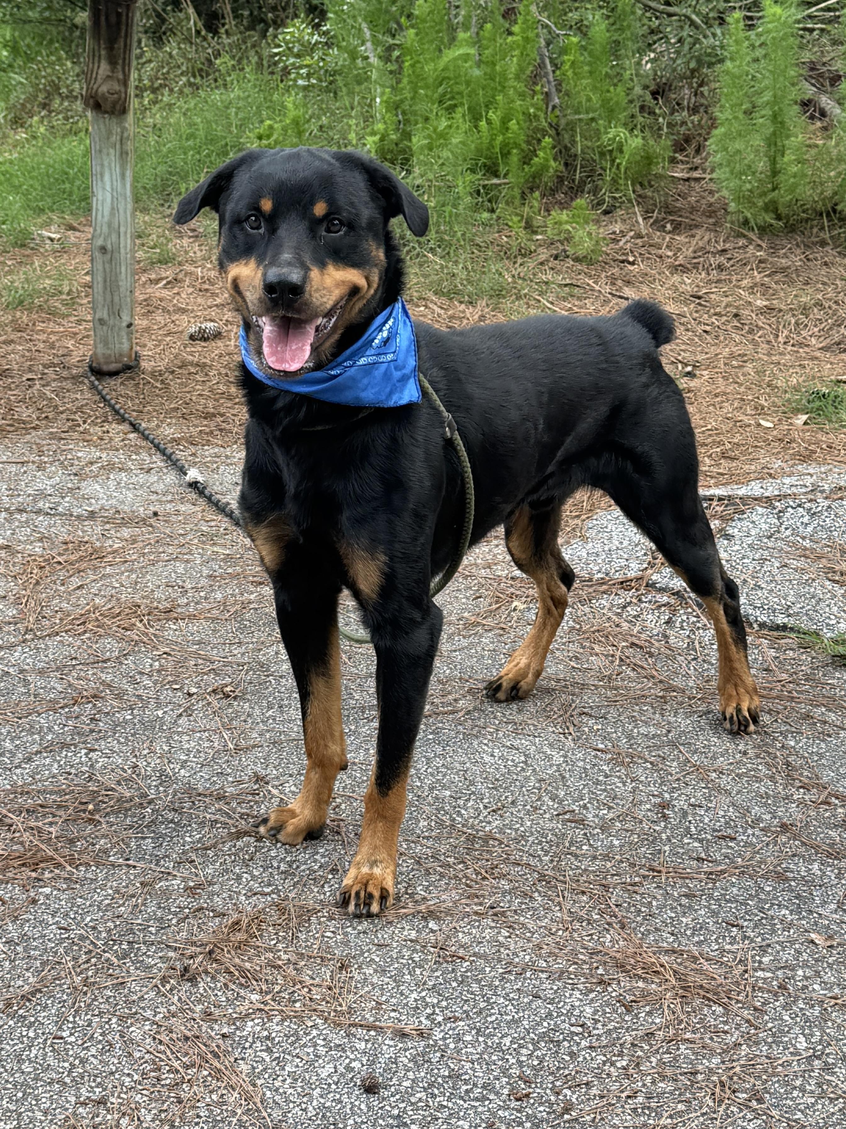 Wyatt, a ADOPTABLE Rottweiler in Sumter, SC image 2/3