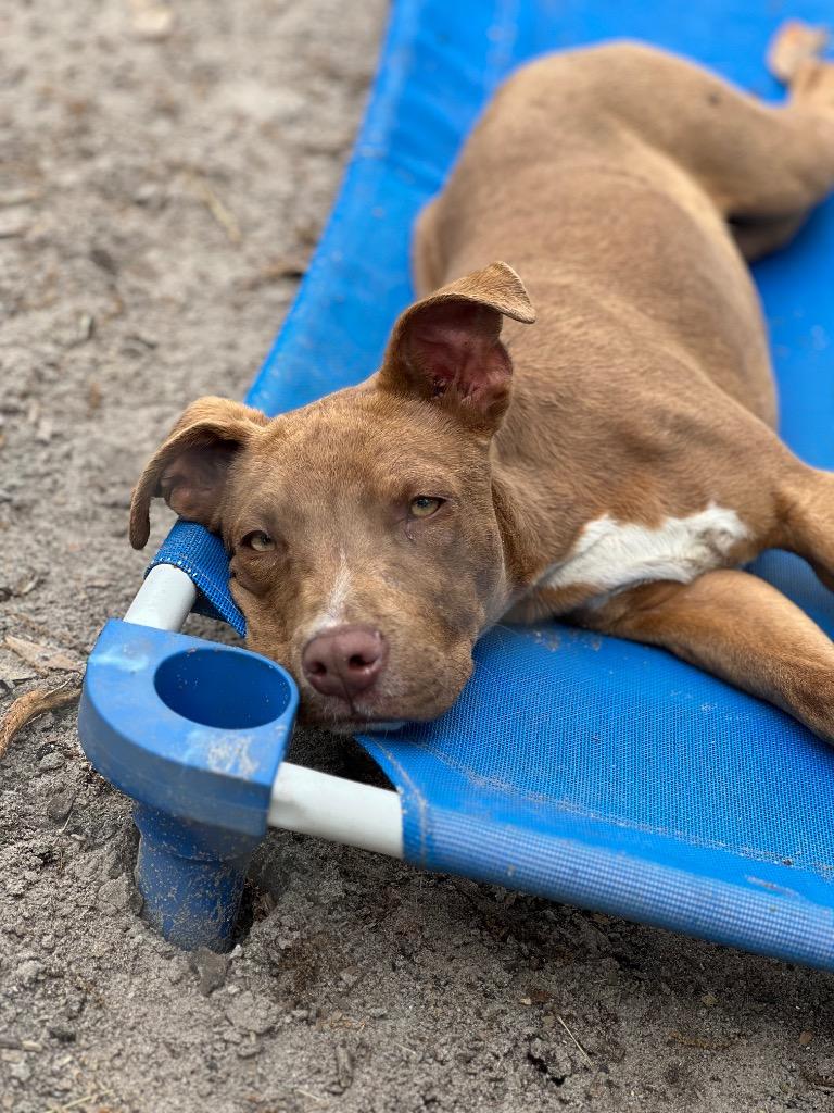 Hawk, Adoptable, Adult Male Terrier & Labrador Retriever.