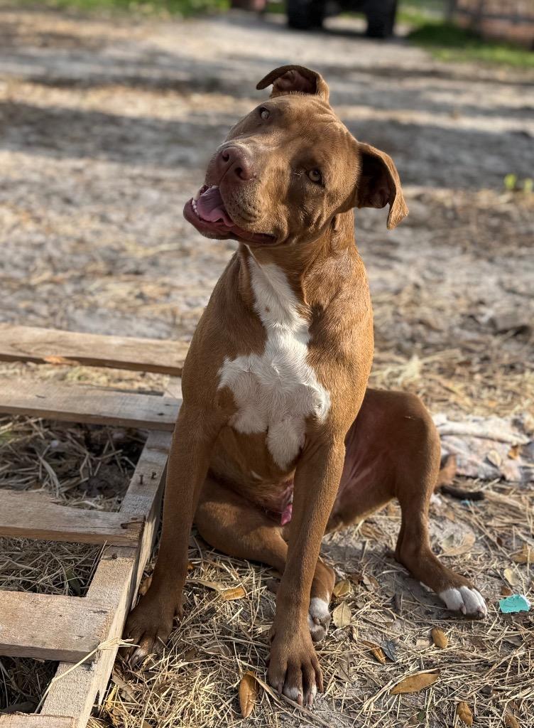 Enlarge Hawk, a Adoptable mixed breed in Waynesville, GA image 2/6