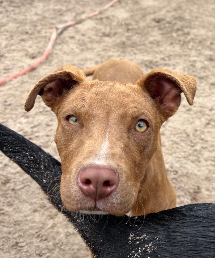 Enlarge Hawk, a Adoptable mixed breed in Waynesville, GA image 4/6