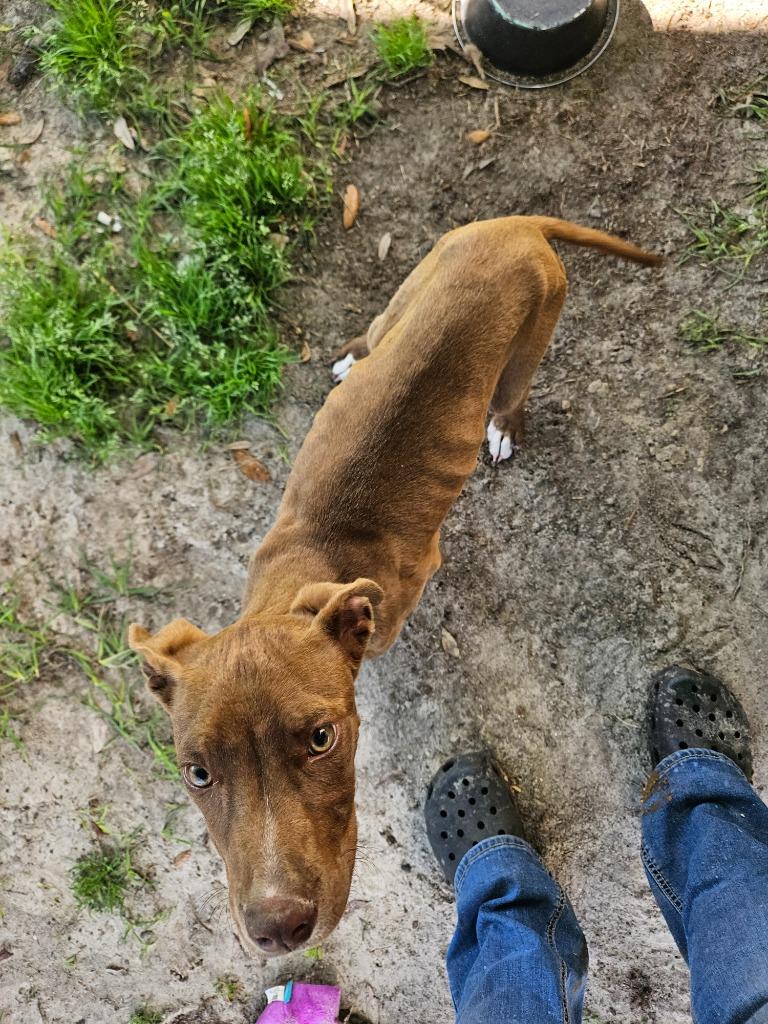 Enlarge Hawk, a Adoptable mixed breed in Waynesville, GA image 5/6