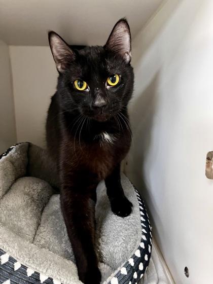 Butterball, a ADOPTABLE Domestic Short Hair in Traverse City, MI image 1/3