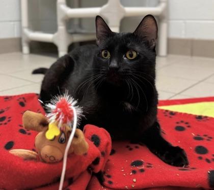 Butterball, a ADOPTABLE Domestic Short Hair in Traverse City, MI image 2/3