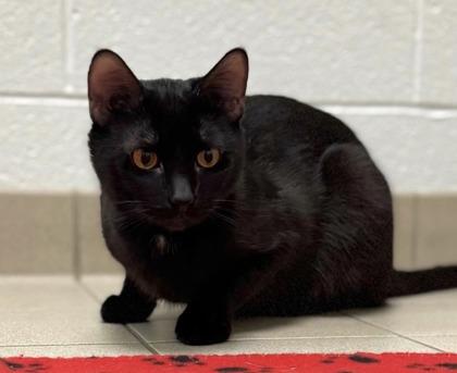 Butterball, a ADOPTABLE Domestic Short Hair in Traverse City, MI image 3/3