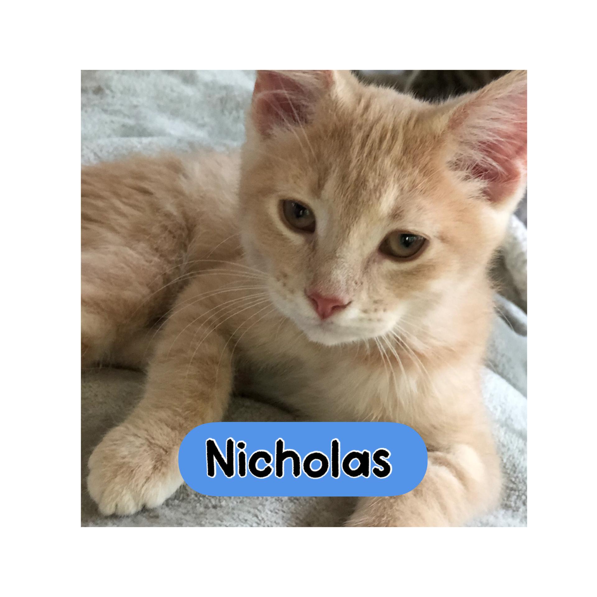 Nicholas, ADOPTABLE, Kitten Male Domestic Short Hair.