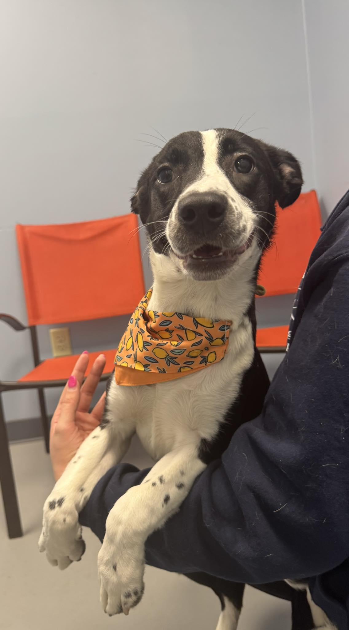 Enlarge Venus , a ADOPTABLE mixed breed in Zanesville, OH image 2/2