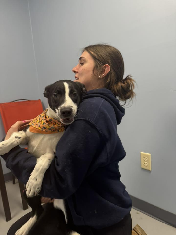 Venus , ADOPTABLE, Young Female Terrier.