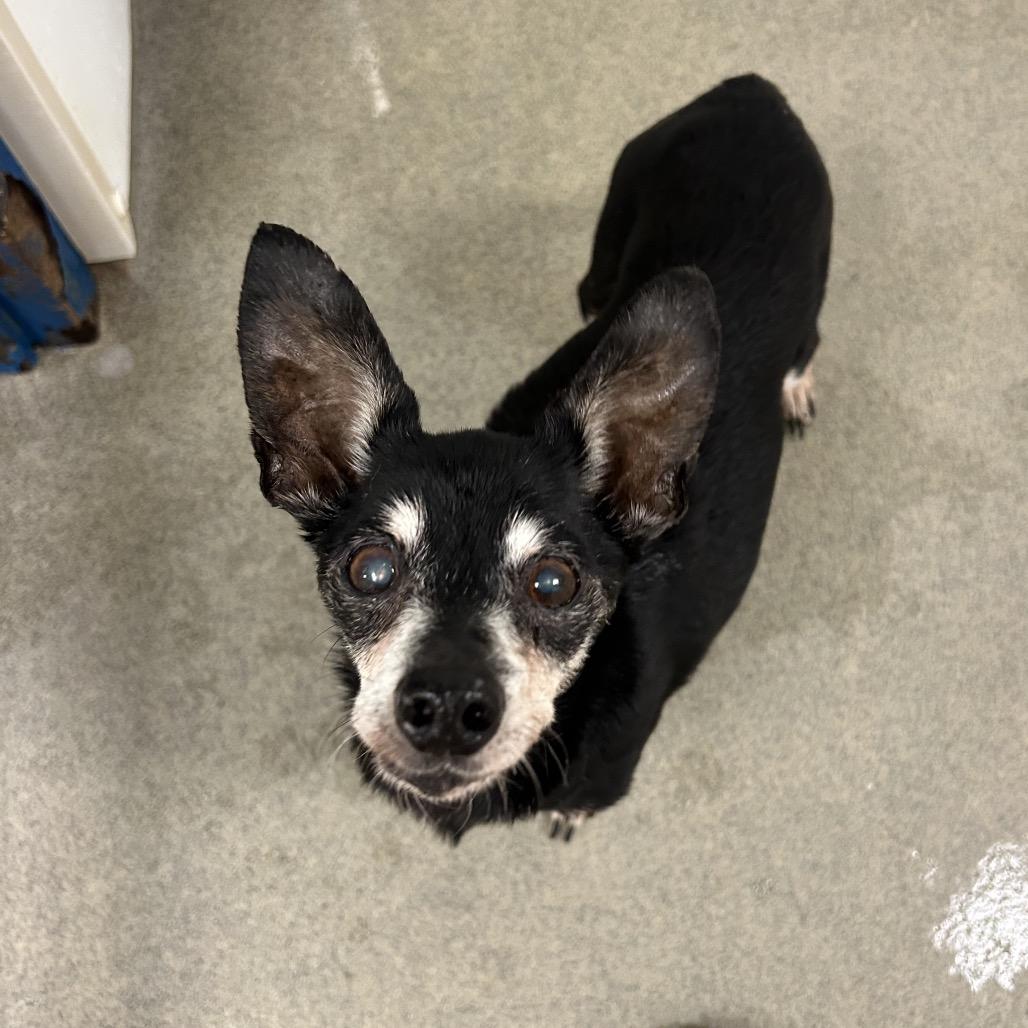 Juliet, a Adoptable mixed breed in Rocky Mount, VA image 1/3