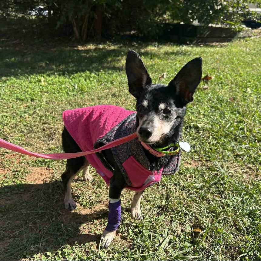 Juliet, a Adoptable mixed breed in Rocky Mount, VA image 2/3