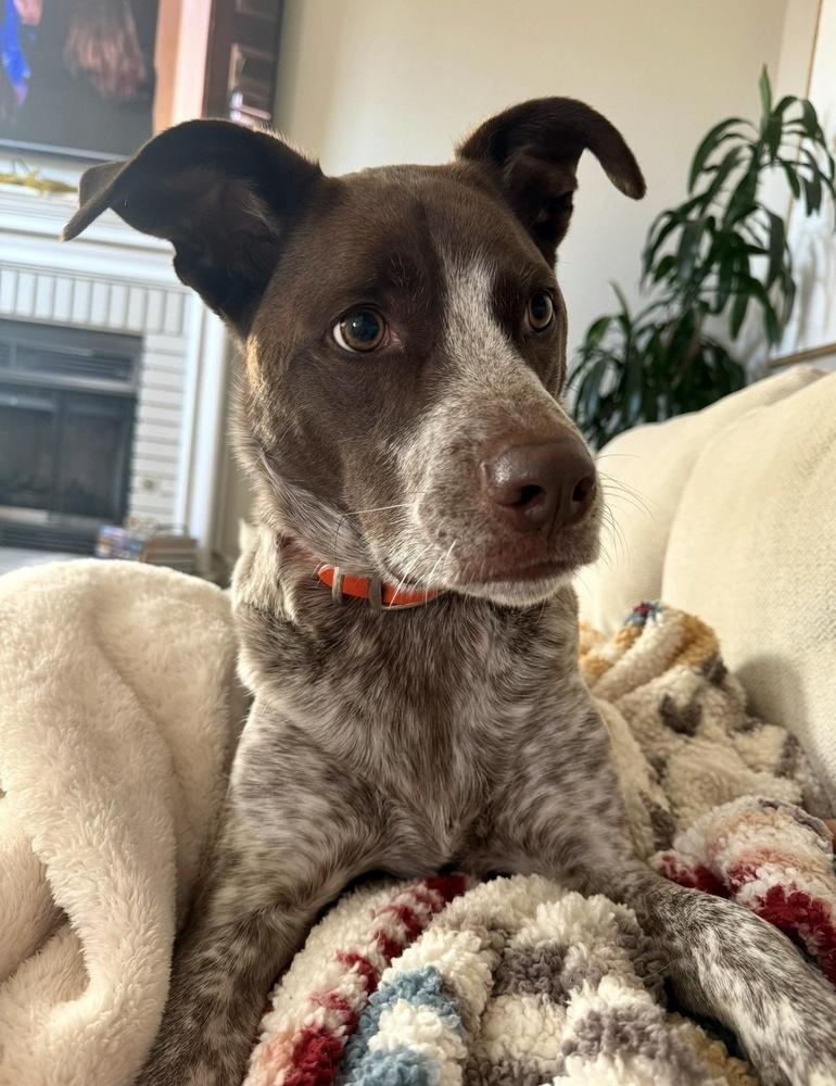 Coop, Adoptable, Adult Male English Pointer.