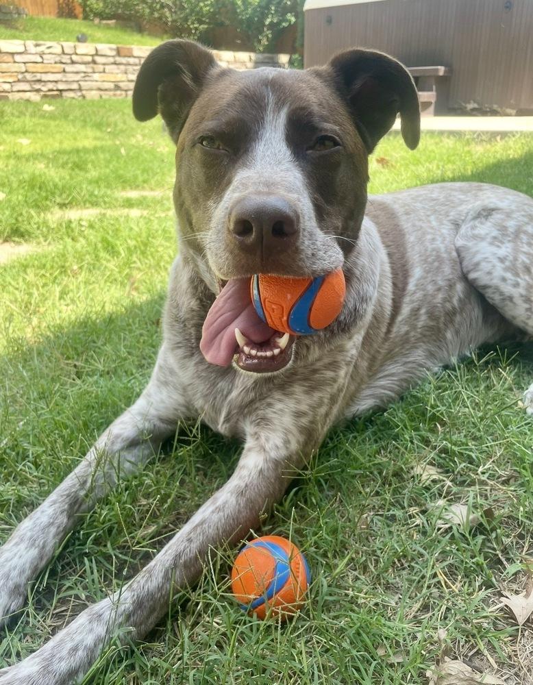 Enlarge Coop, a Adoptable English Pointer in Tulsa, OK image 4/6