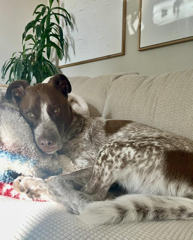 Enlarge Coop, a Adoptable English Pointer in Tulsa, OK image 6/6