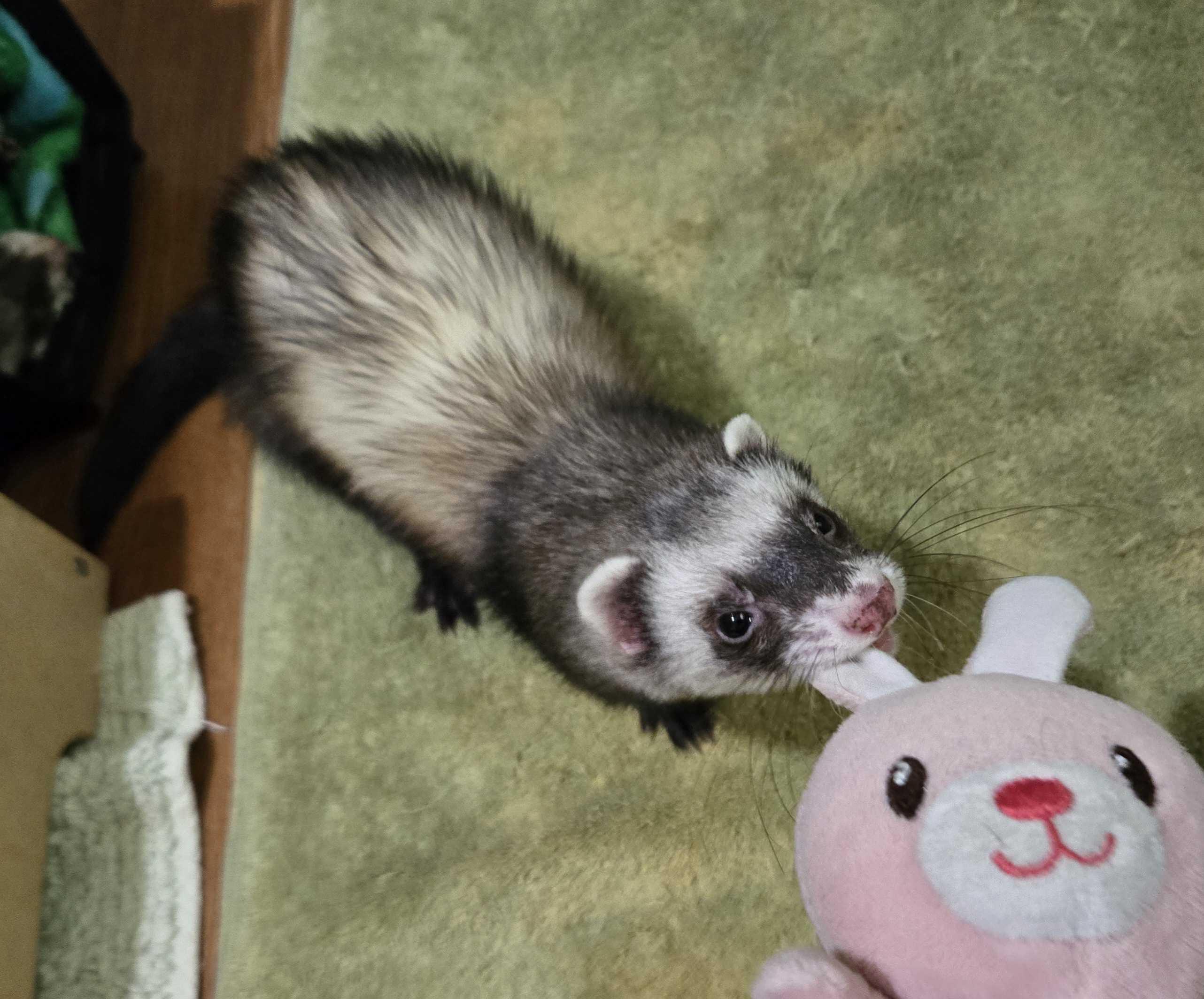 Enlarge LeLe, a ADOPTABLE Ferret in Acworth, GA image 2/3