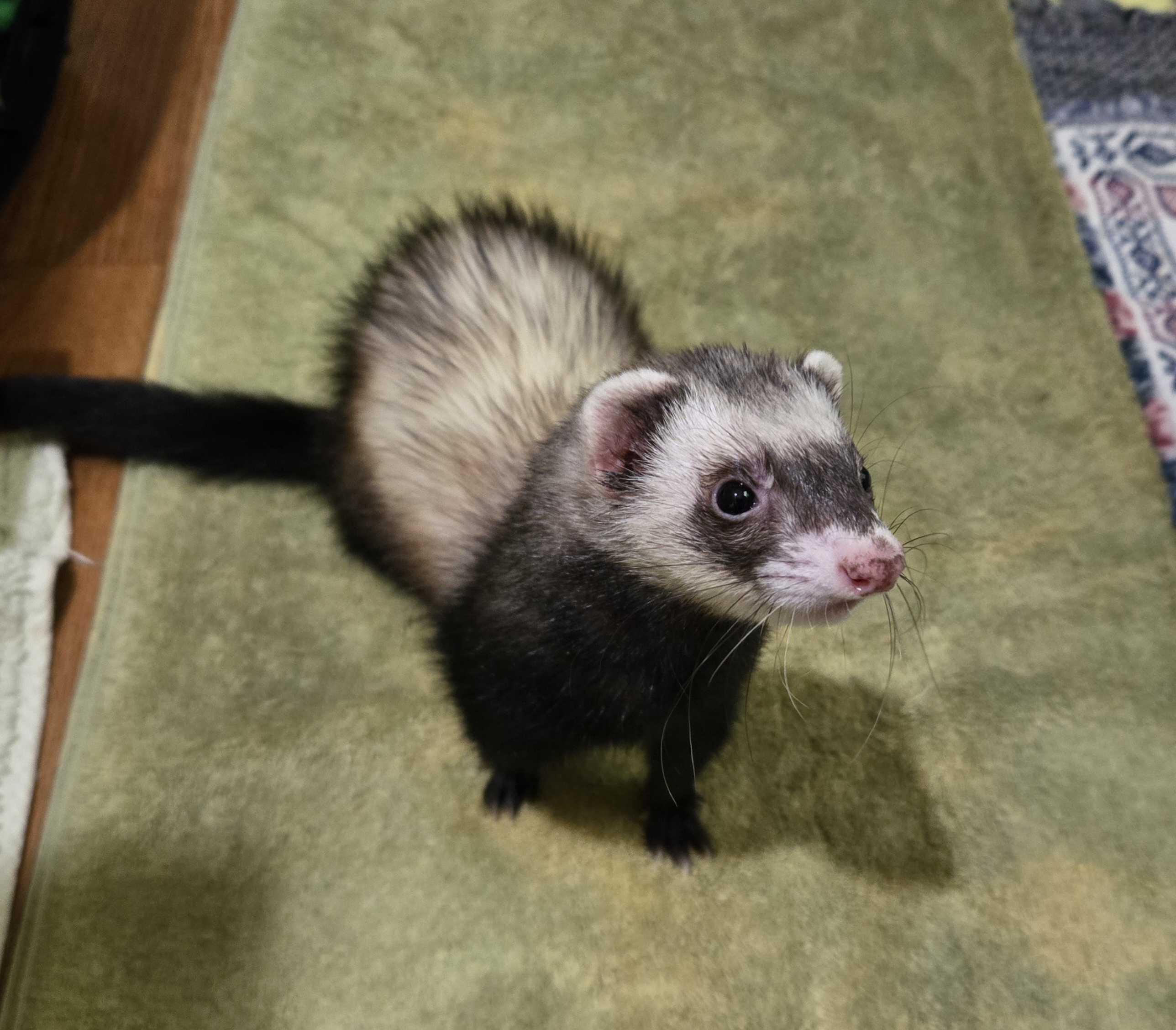 LeLe, ADOPTABLE, Young Female Ferret.