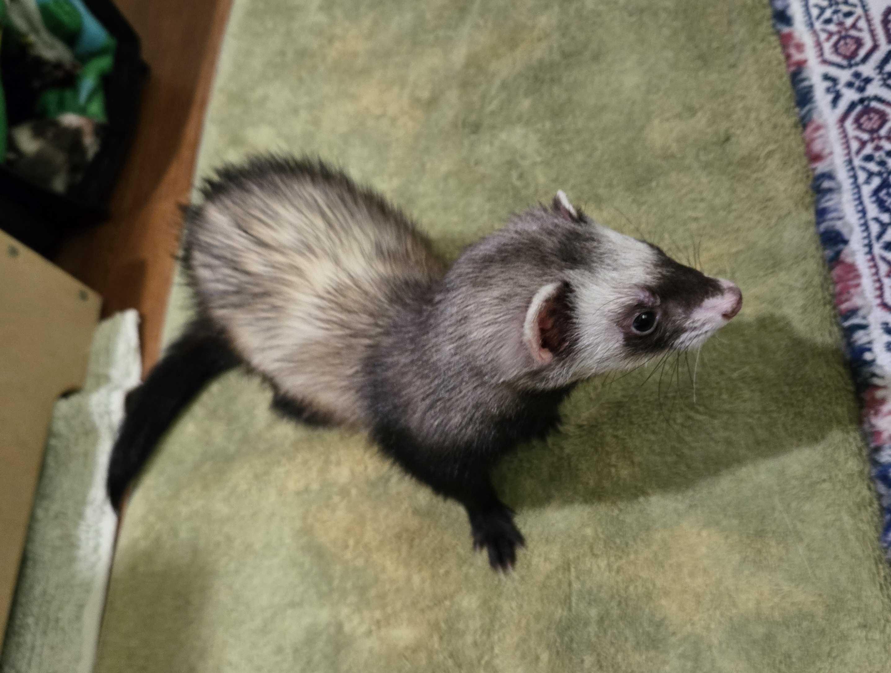 Enlarge LeLe, a ADOPTABLE Ferret in Acworth, GA image 3/3
