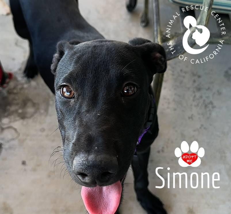 Simone, Adoptable, Puppy Female Black Labrador Retriever & Great Dane.