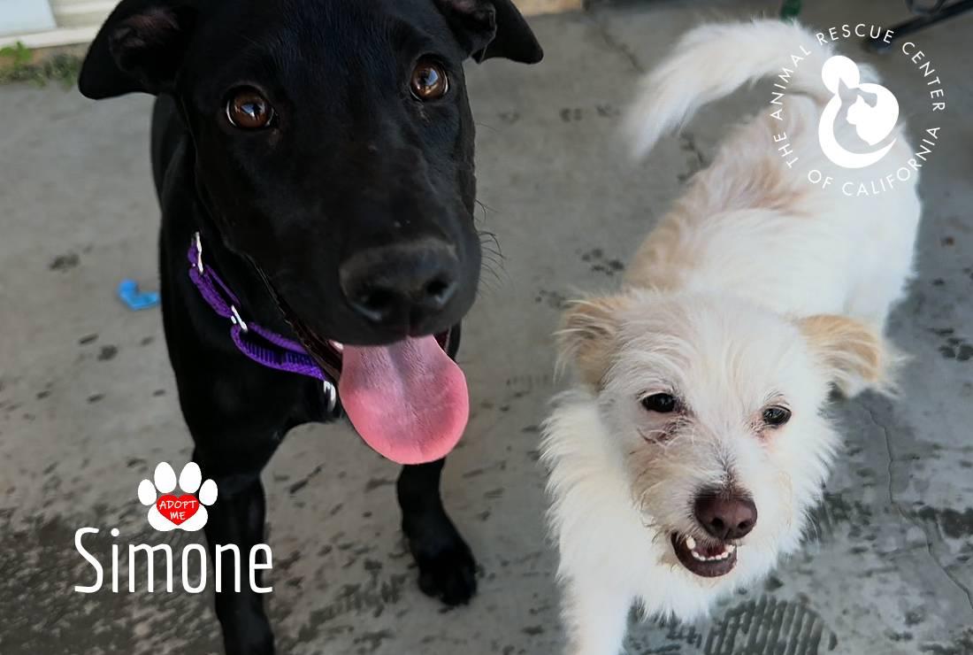 Enlarge Simone, a Adoptable mixed breed in Coachella, CA image 4/5