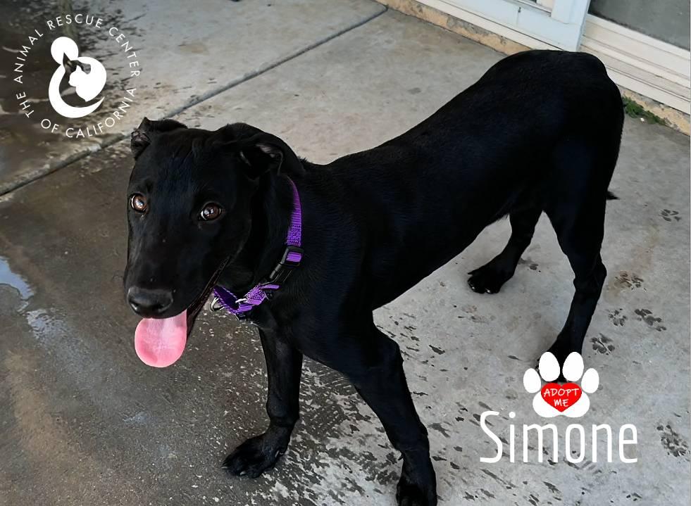 Enlarge Simone, a Adoptable mixed breed in Coachella, CA image 5/5