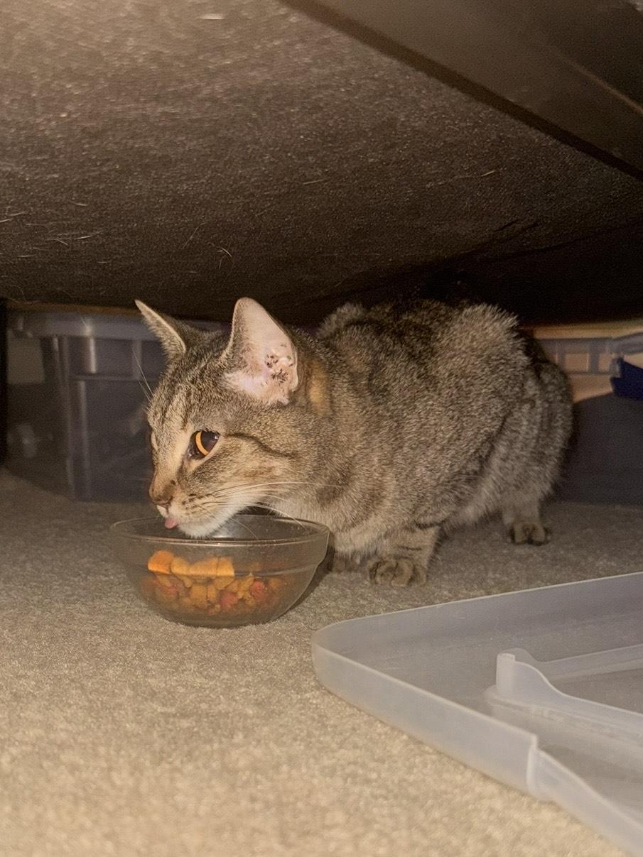 Pippi - Athens, GA COURTESY POST, Adoptable, Young Female Domestic Short Hair & Tabby.