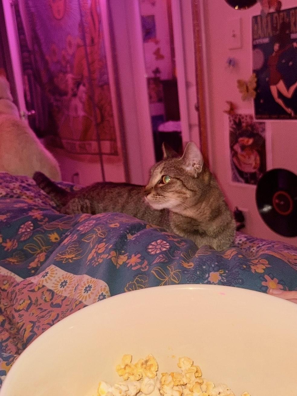 Pippi - Athens, GA COURTESY POST, a Adoptable mixed breed in Athens, GA image 2/6