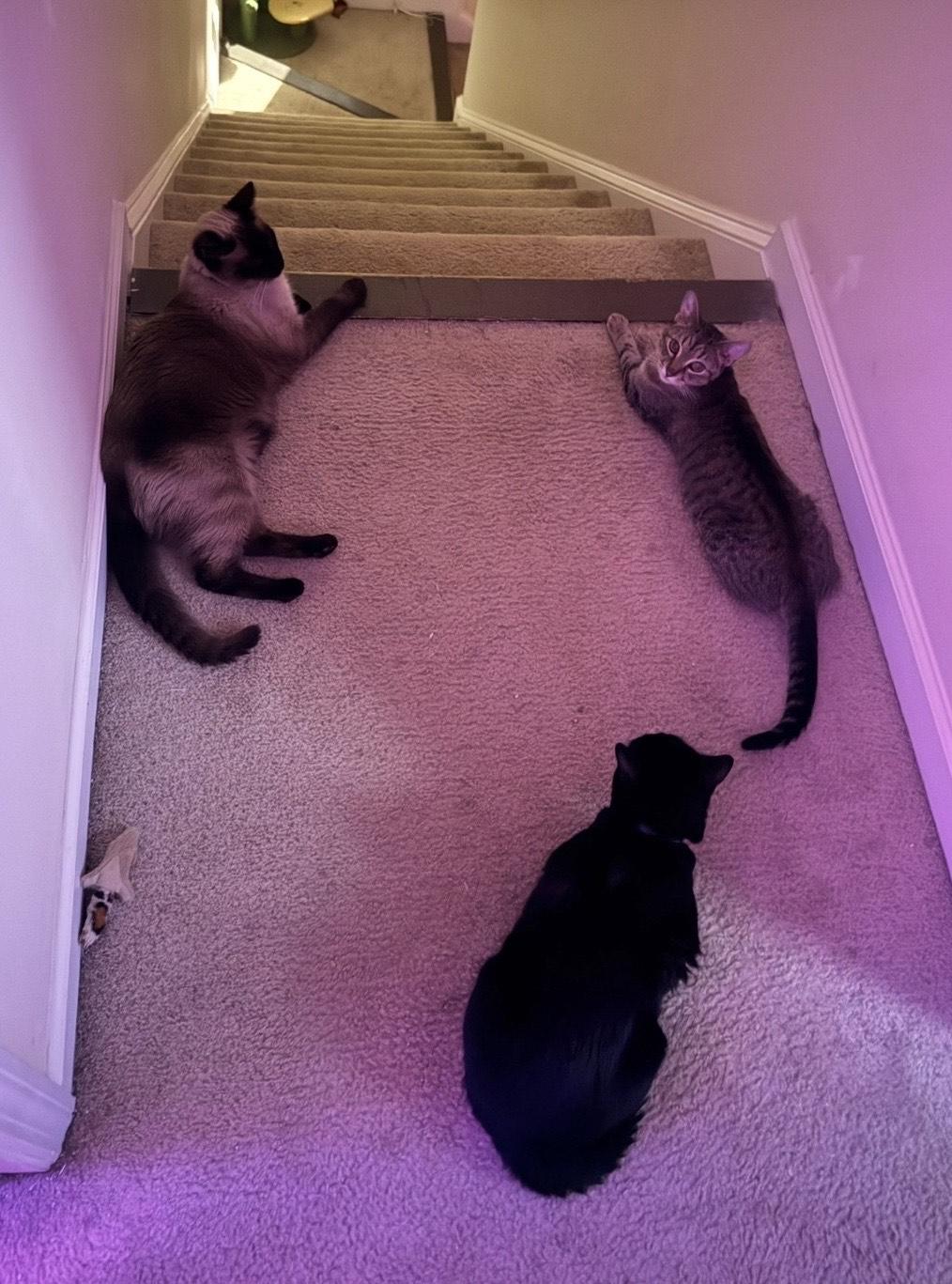 Pippi - Athens, GA COURTESY POST, a Adoptable mixed breed in Athens, GA image 3/6