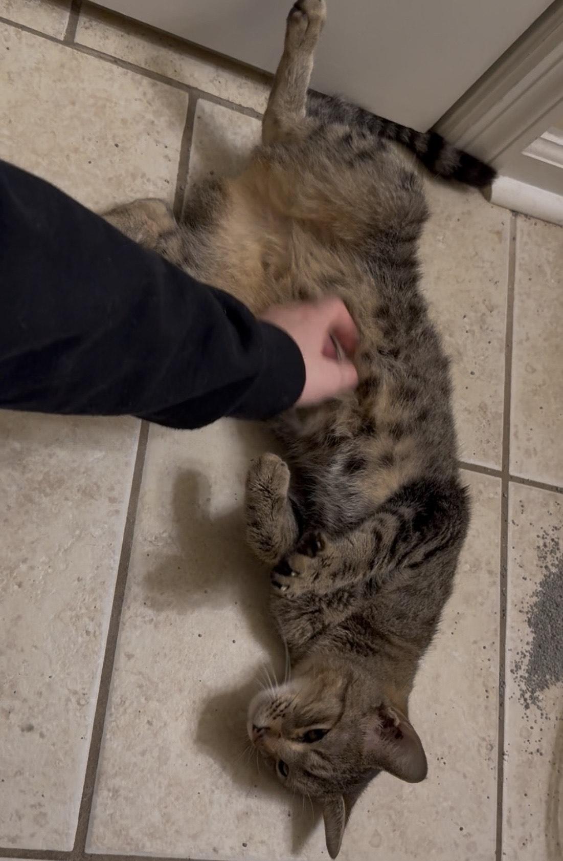 Pippi - Athens, GA COURTESY POST, a Adoptable mixed breed in Athens, GA image 4/6