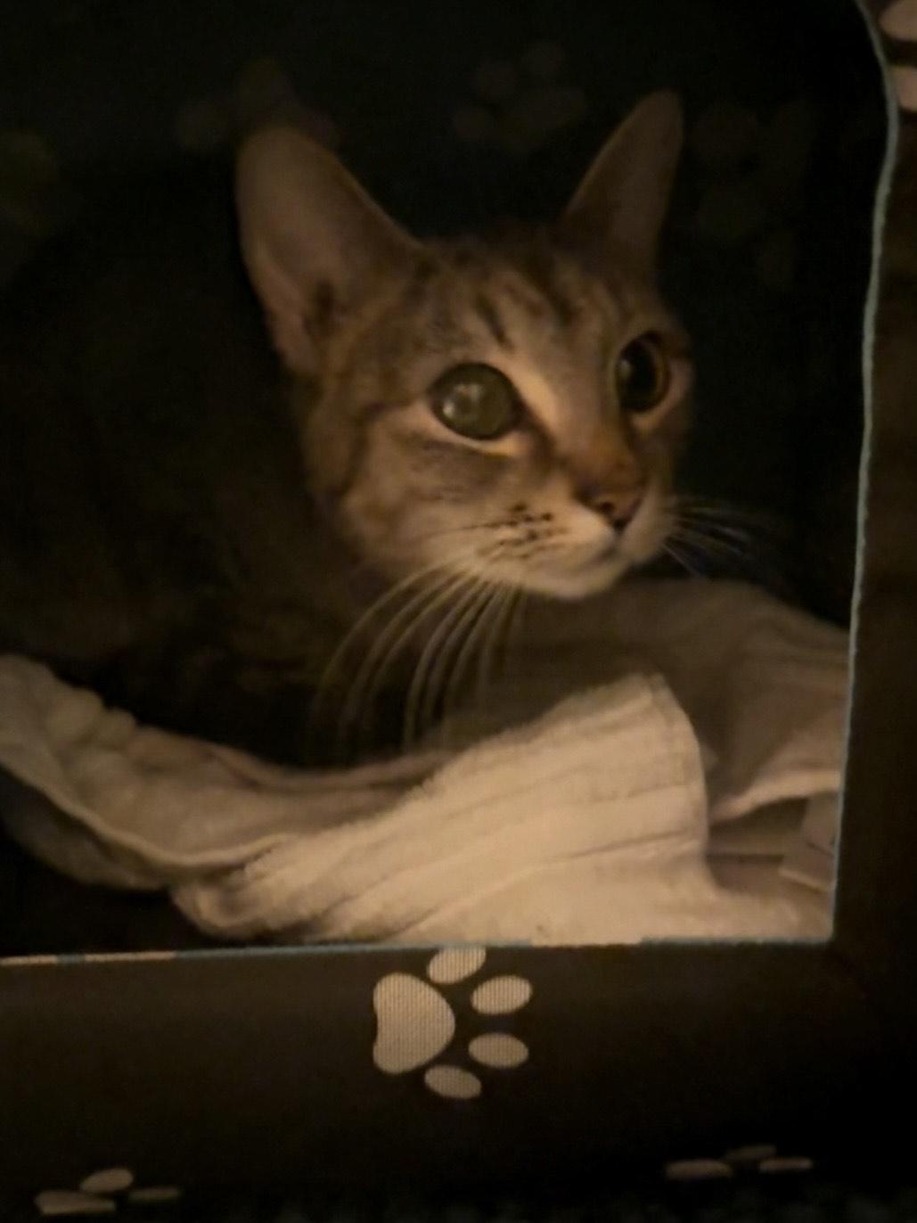 Pippi - Athens, GA COURTESY POST, Adoptable, Young Female Domestic Short Hair & Tabby.