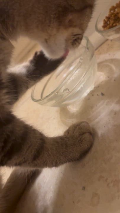 Enlarge Pippi - Athens, GA COURTESY POST, a Adoptable mixed breed in Athens, GA video 6/6