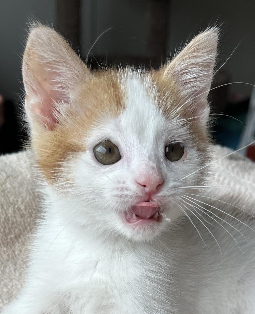 Bucky, a Adoptable Domestic Short Hair in Chalfont, PA image 1/6