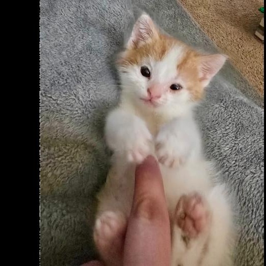 Bucky, Adoptable, Kitten Male Domestic Short Hair.