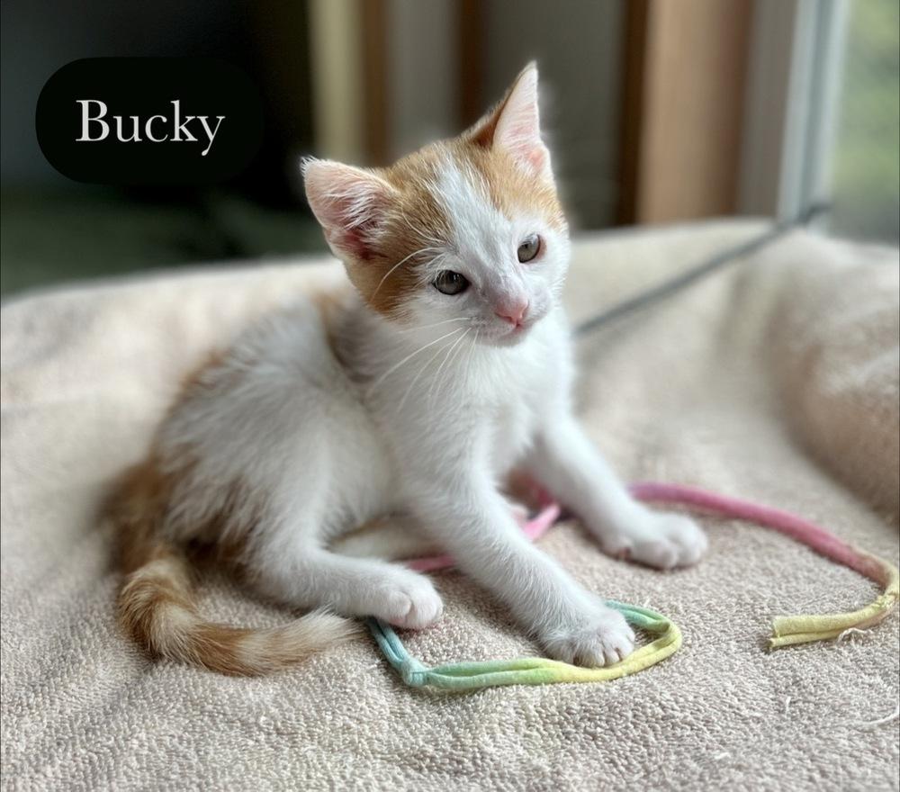Bucky, a Adoptable Domestic Short Hair in Chalfont, PA image 2/6
