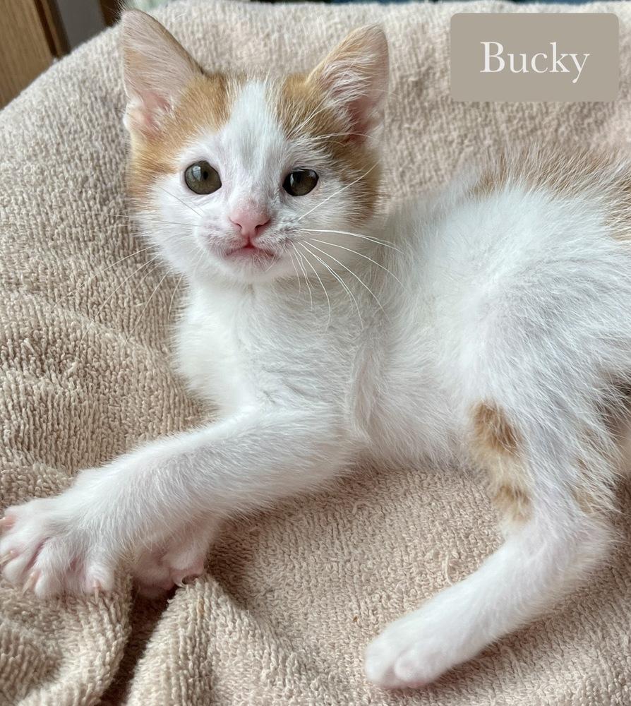 Bucky, a Adoptable Domestic Short Hair in Chalfont, PA image 3/6