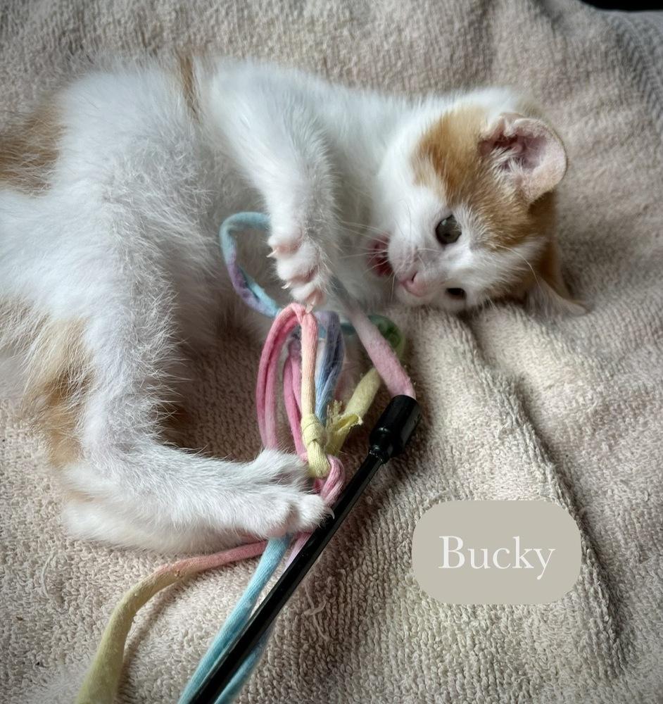 Bucky, a Adoptable Domestic Short Hair in Chalfont, PA image 4/6