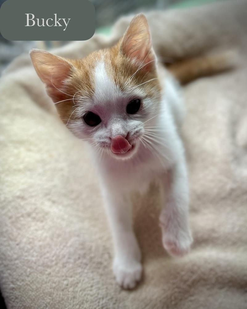 Bucky, a Adoptable Domestic Short Hair in Chalfont, PA image 5/6