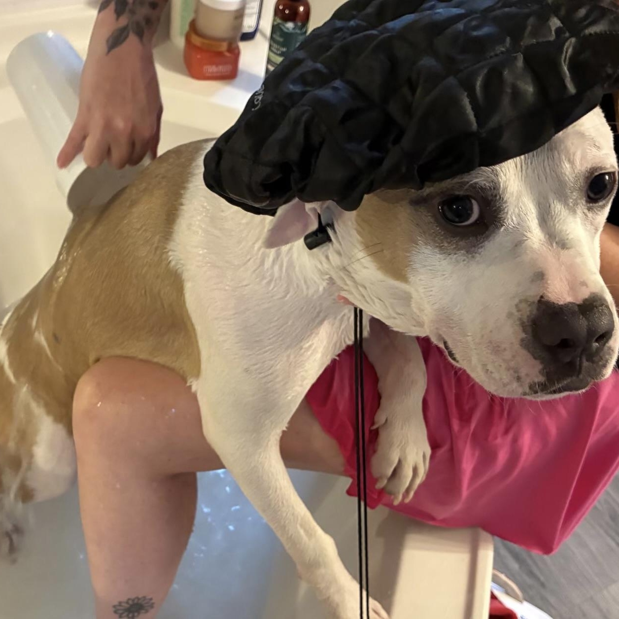 Petey, ADOPTABLE, Young Male Pit Bull Terrier.