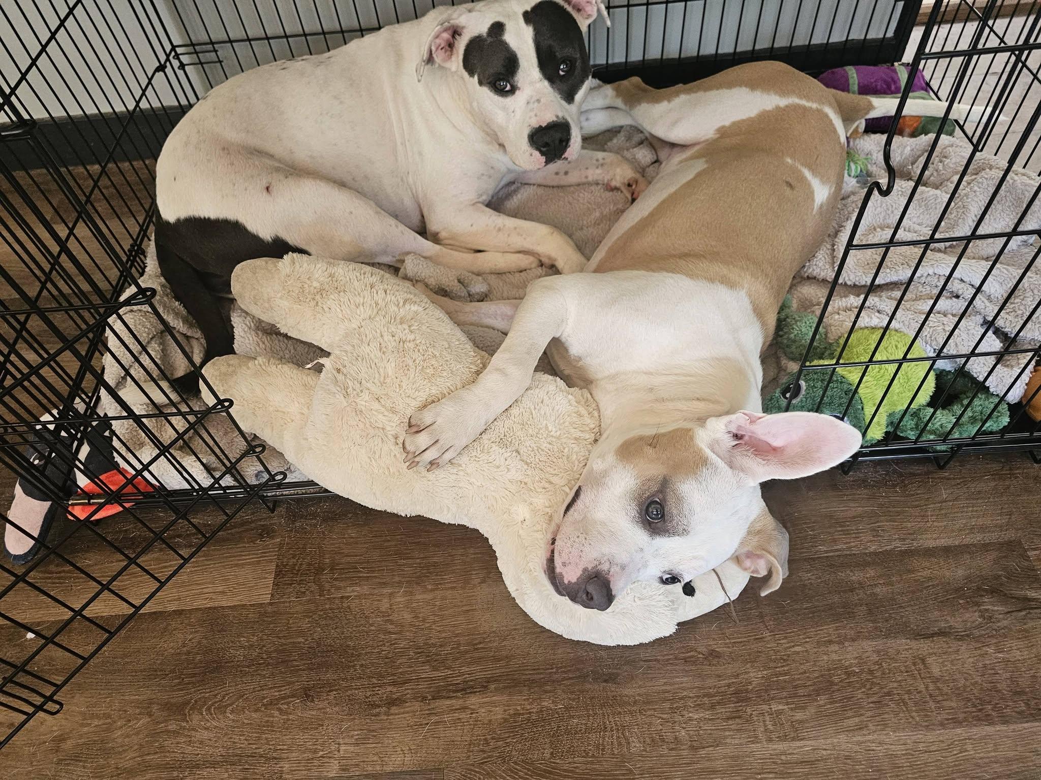 Enlarge Petey, a ADOPTABLE mixed breed in Irmo, SC image 4/5