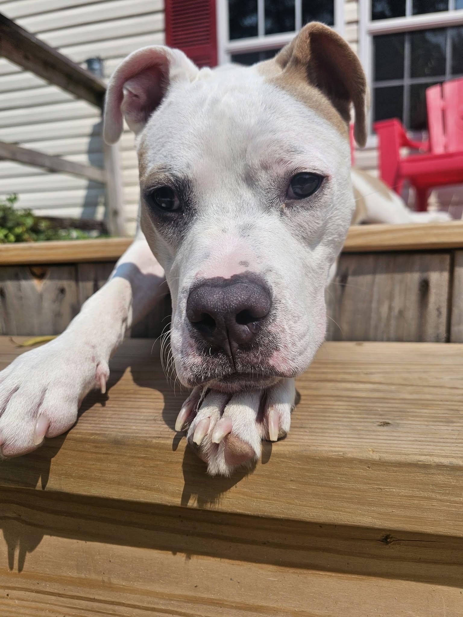Enlarge Petey, a ADOPTABLE mixed breed in Irmo, SC image 3/5