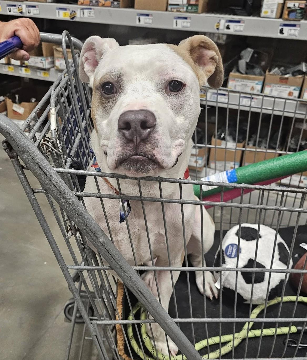 Enlarge Petey, a ADOPTABLE mixed breed in Irmo, SC image 2/5