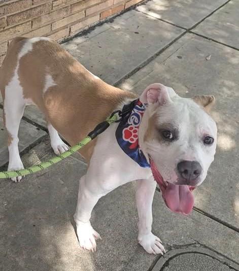Enlarge Petey, a ADOPTABLE mixed breed in Irmo, SC image 1/5