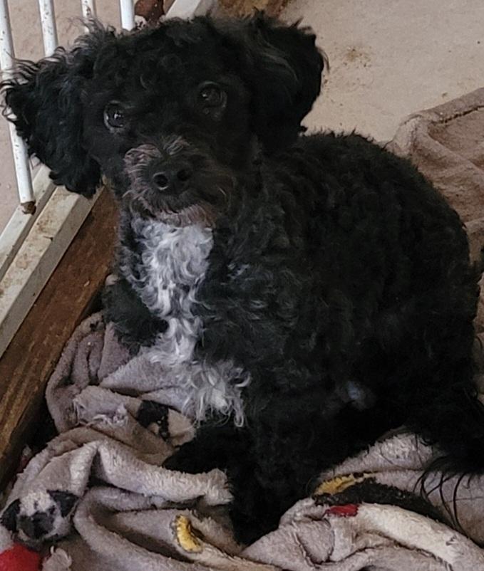 Hansel, a Adoptable Poodle (Toy) in Chiefland, FL image 2/3