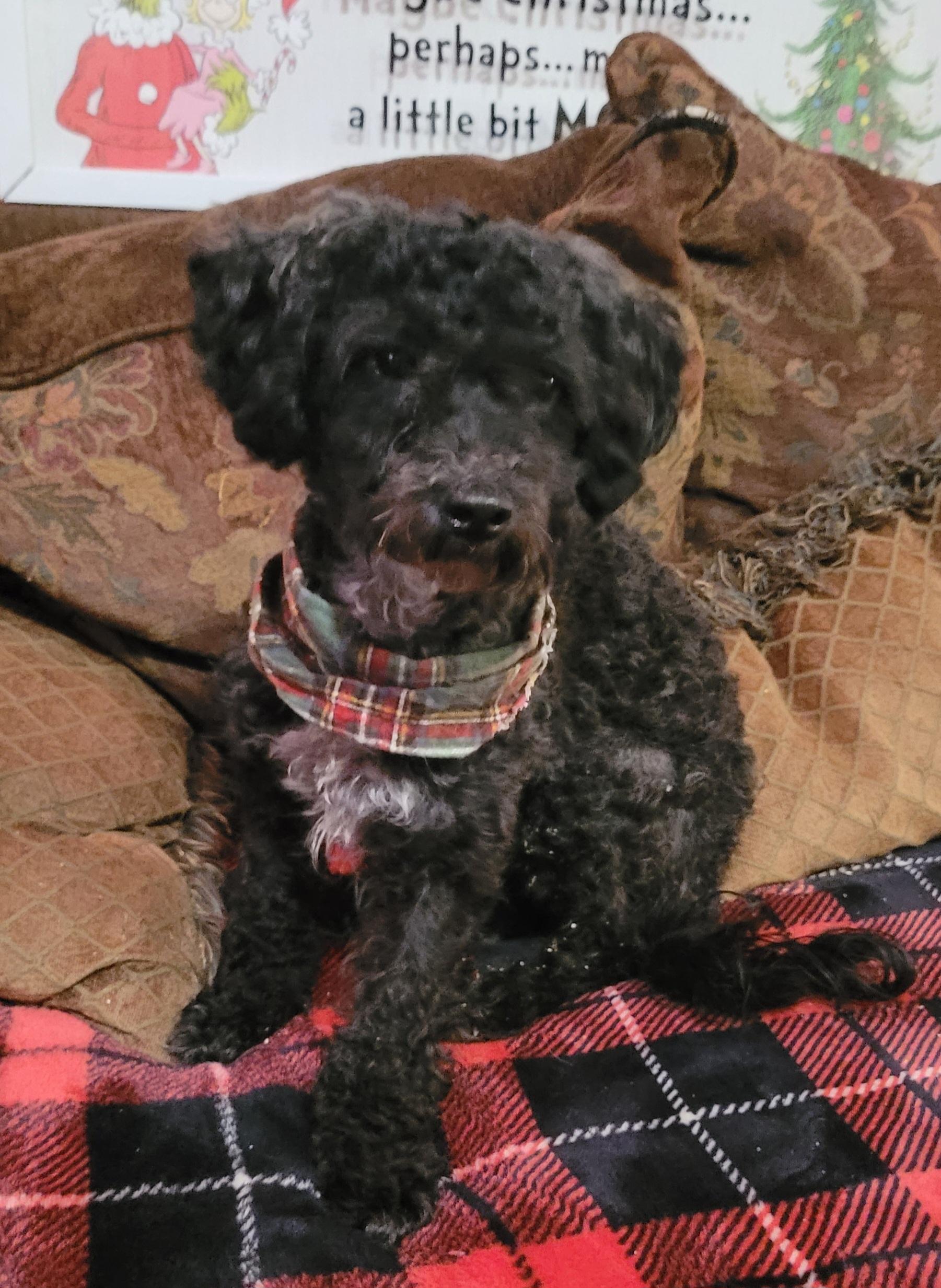 Hansel, a Adoptable Poodle (Toy) in Chiefland, FL image 1/3