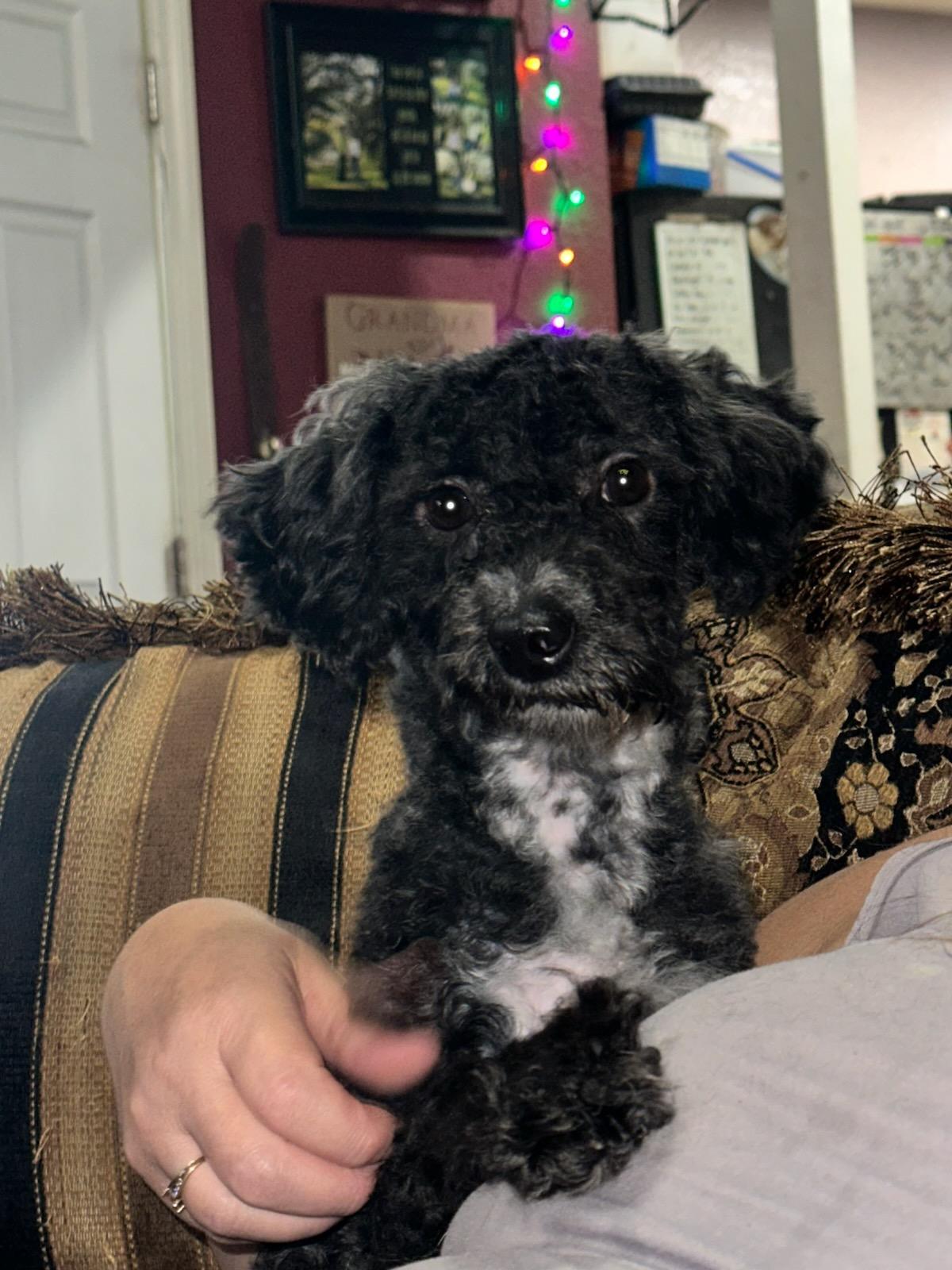 Hansel, a Adoptable Poodle (Toy) in Chiefland, FL image 3/3